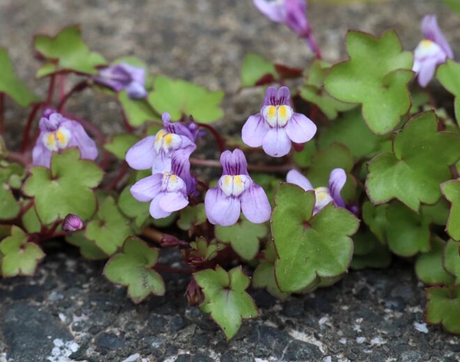 ツタバウンラン