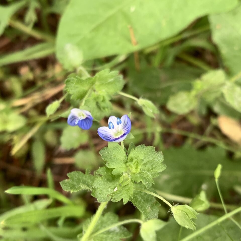 オオイヌノフグリ