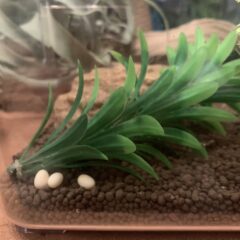 飼っているカナヘビが卵を産んだ!!どうやって育てるの??