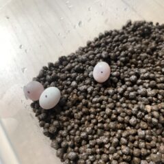 カナヘビの卵の成長日記 第2弾!