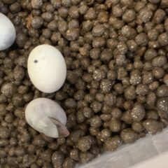 産まれた〜！！カナヘビの赤ちゃん！！