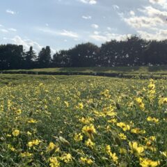 昭和記念公園の黄色いコスモス畑が見頃！！2021開花状況